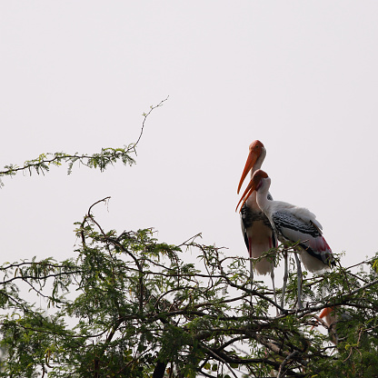 Portrait of a Painted stork couple at Telineelapuram Bird Sanctuary in the Srikakulam District of Andhra Pradesh, India.