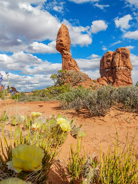 roca equilibrada y chumbera - travel famous place balanced rock beauty in nature fotografías e imágenes de stock