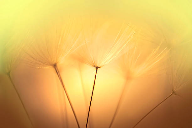 istock Dandelion Seeds in the Wind 531520195