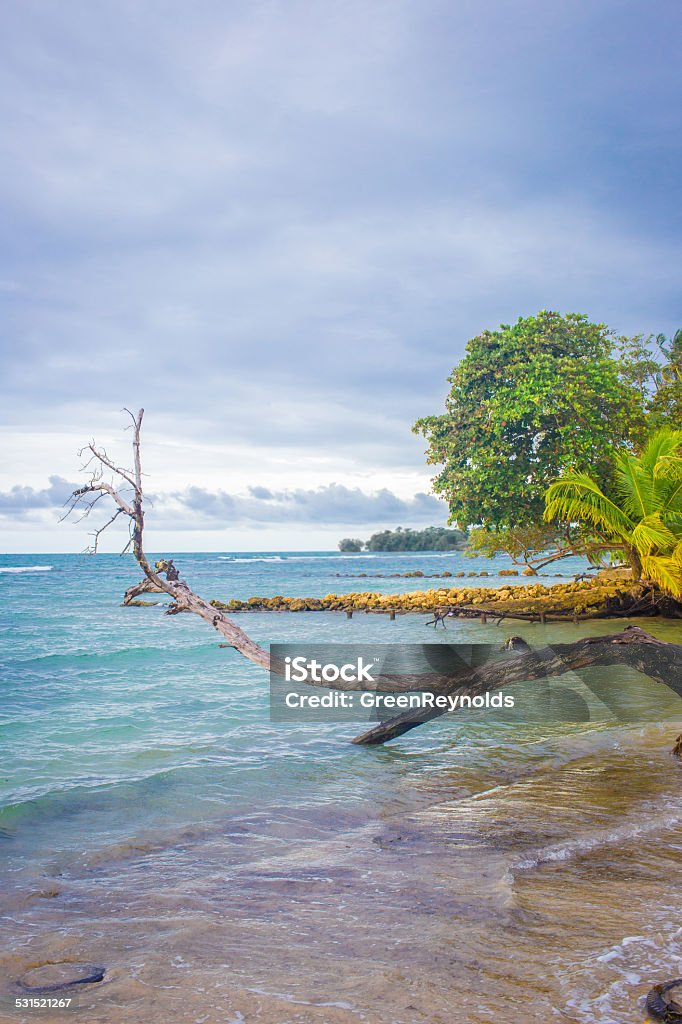 Wild beach in Bocas del Toro, Panama Wild beach with a tree in Bocas del Toro, Panama 2015 Stock Photo