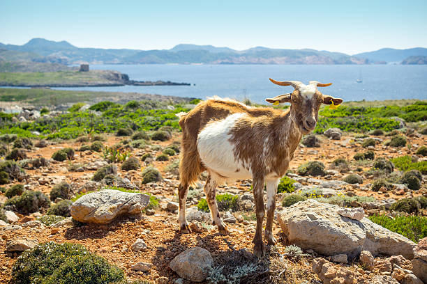 Goat looking into the camera at the northern landscape of Menorca.