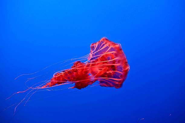 istock beautiful jelly fishes 531521921