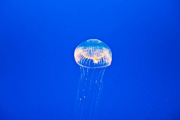 istock beautiful jelly fishes 531521923
