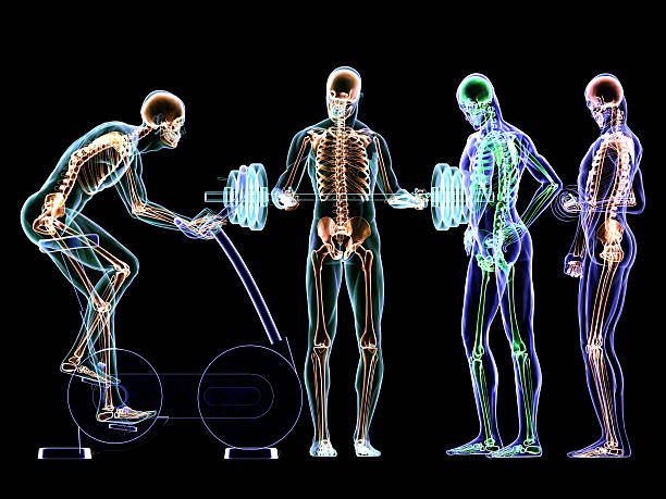 X-Ray Fitness Center X-Ray free weight training: Barbell and Dumbbell curl is indispensable for the development of the biceps muscle. Free weight training strengthens the skeletal and muscular system. However, cardio vascular exercises such as cycling and running should not be neglected. 3d human muscle stock pictures, royalty-free photos & images