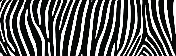 ilustrações de stock, clip art, desenhos animados e ícones de de zebra - zebra