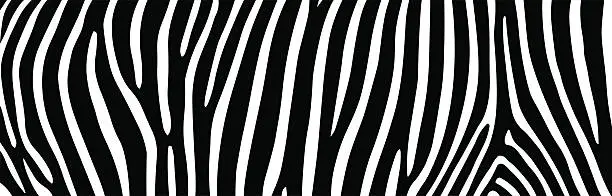 Vector illustration of zebra stripes