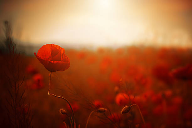 red poppy flower at sunset.