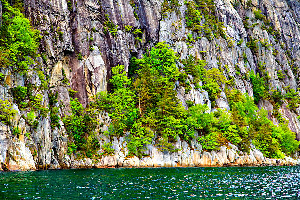 istock Bright green trees growing on a rock by the water 531531035