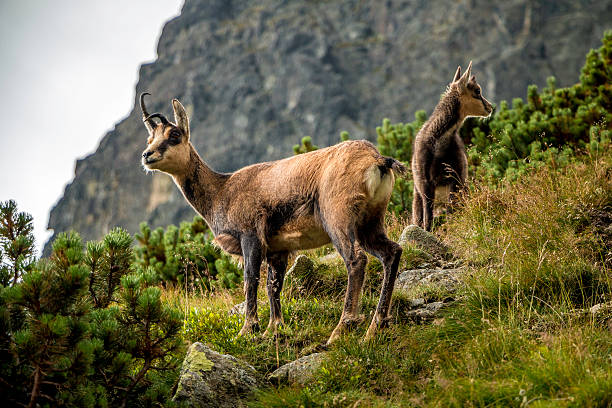 Young chamoix (wild goats) Two young wild goats in Slovakian mountain High Tatras. high tatras stock pictures, royalty-free photos & images