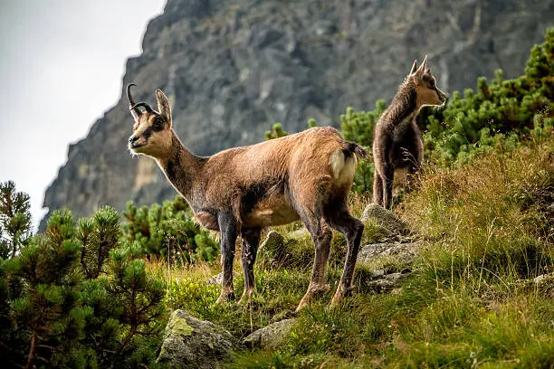 Two young wild goats in Slovakian mountain High Tatras.