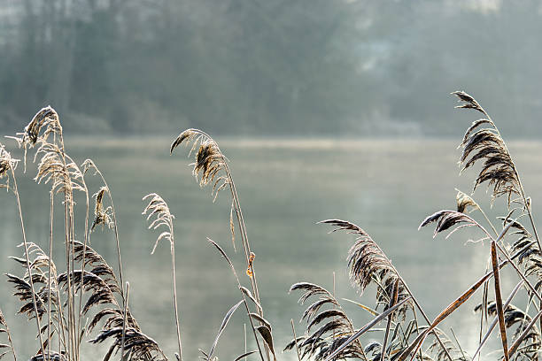 istock Grasses in the frost 531532021