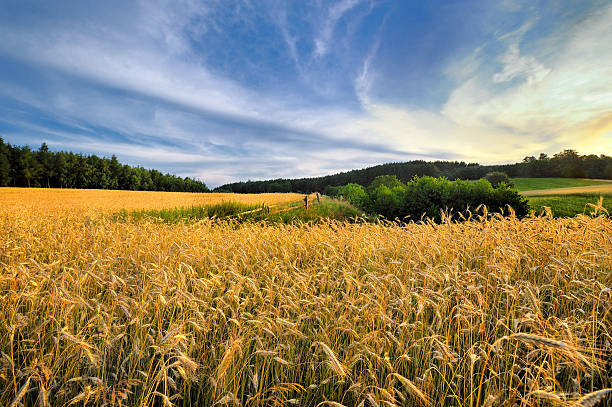 istock Countryside view of the meadows and cultivated fields 531533645