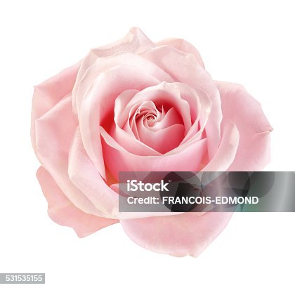 549,241 Pink Rose Stock Photos, Pictures & Royalty-Free Images - iStock | Pink  rose petals, Pink rose background, Pink rose white background