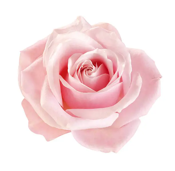 blooming pink rose isolated