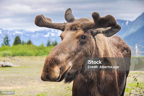 Moose In Alaska Stockfoto und mehr Bilder von Elch - Elch, Alaska-Elch, Alaska - US-Bundesstaat