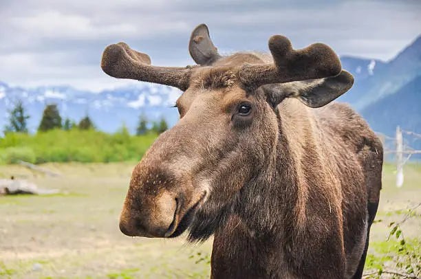 Moose in Alaska (USA)