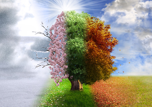 Cuatro árbol de temporada, fotografía, la manipulación, mágico de la naturaleza photo