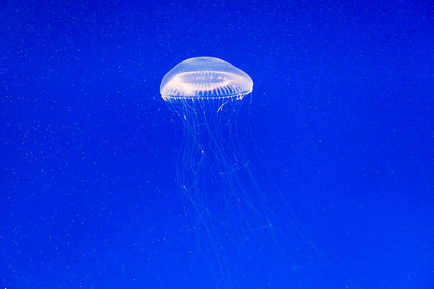 istock beautiful jelly fishes 531535609