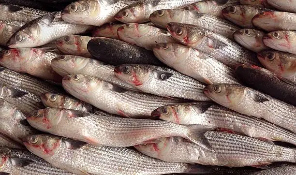 A large catch of grey mullet fish ready for auction