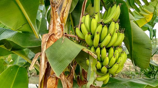 istock Green Bananas on Banana Tree 531536702