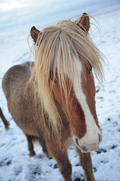 istock Icelandic Horse 531536759
