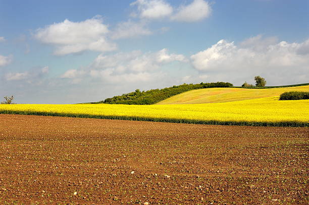 istock Countryside view of the meadows and cultivated fields 531537035