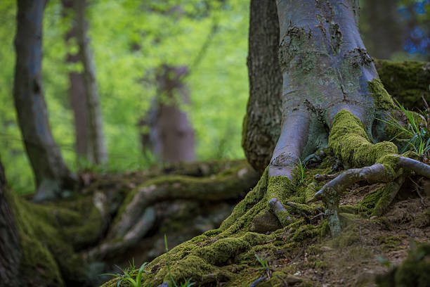 istock Old tree with roots at the path in the woods 531537492