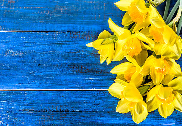 istock Yellow daffodils bouquet selected on wooden background 531537570