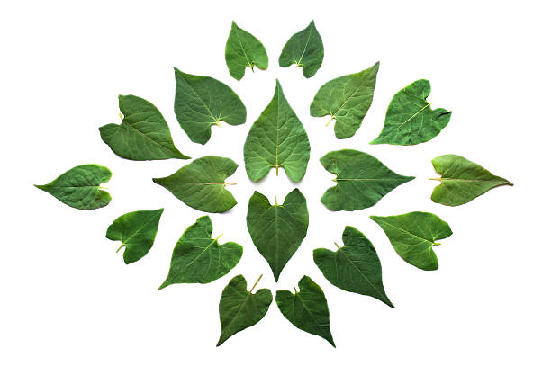 istock Green leaves arranged in round shape isolated on white backgroun 531537680