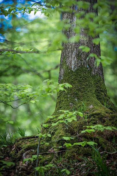 istock Old tree with roots at the path in the woods 531537706