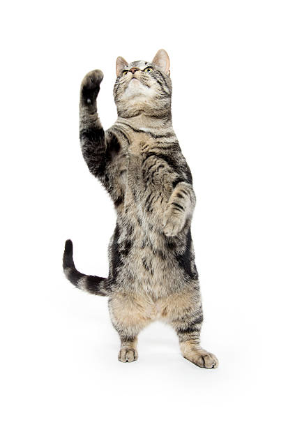 istock Cute tabby swinging its paw 531539064