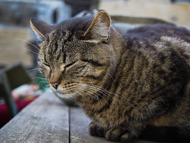 istock Big gray striped cat resting 531539492