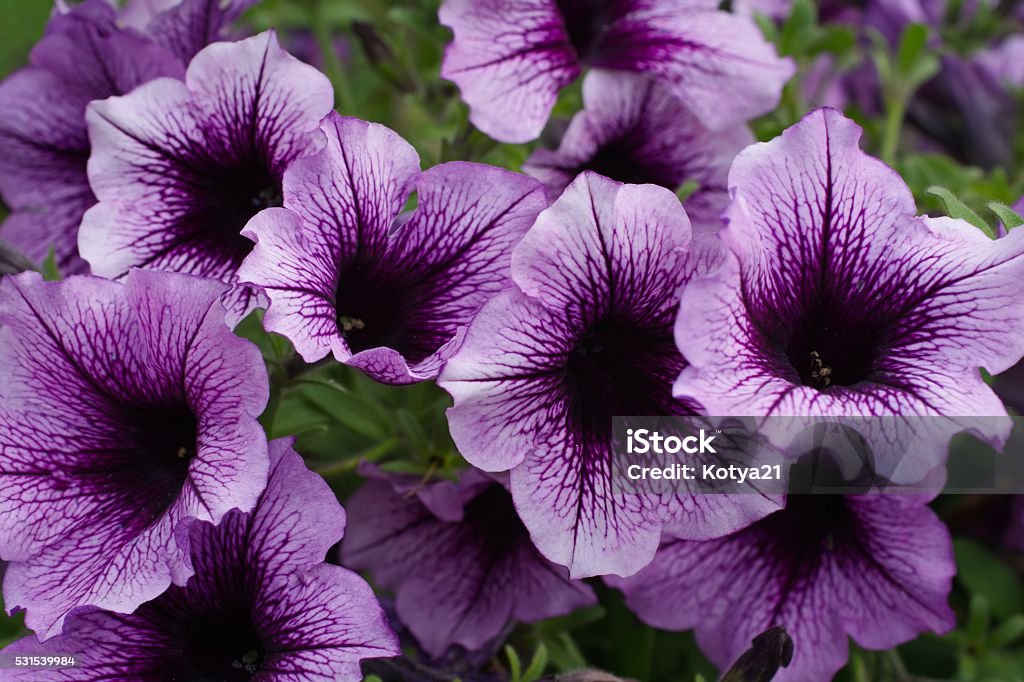 Violet petunias - Photo de Fleur - Flore libre de droits