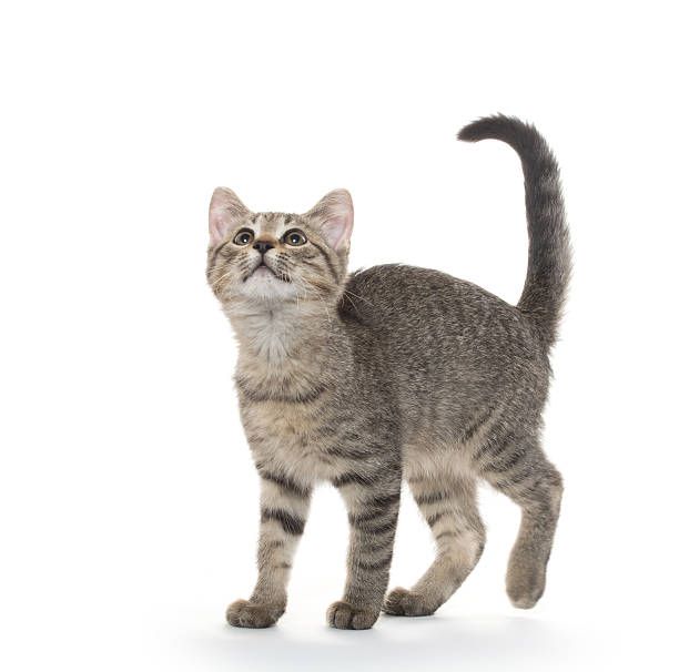 istock cute tabby cat on white background 531540386