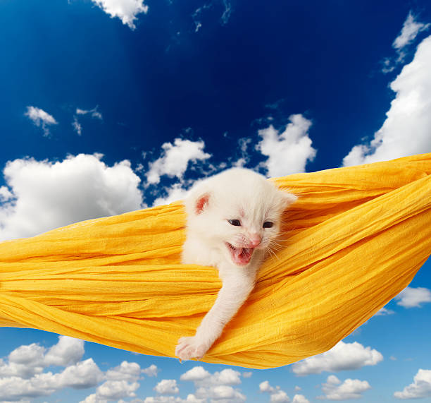 istock Cute white kitten in hammock at blue sky 531541156