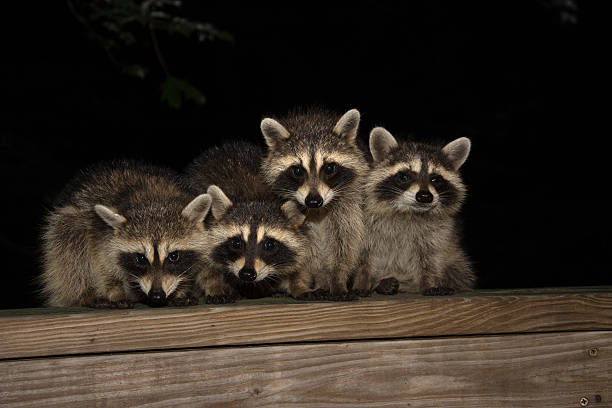 Four cute baby raccoon sitting on a deck at night