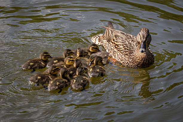 Mother duck with ducklings stock photo