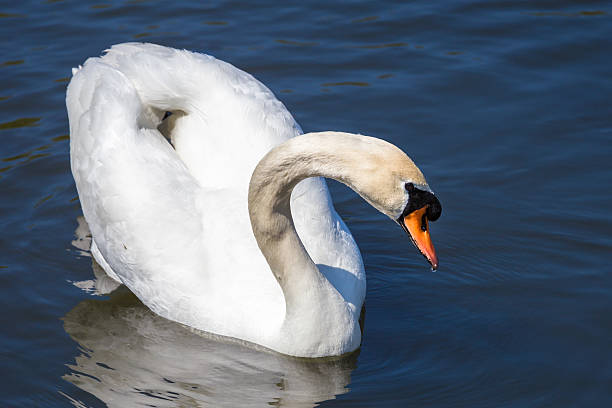 White swan stock photo