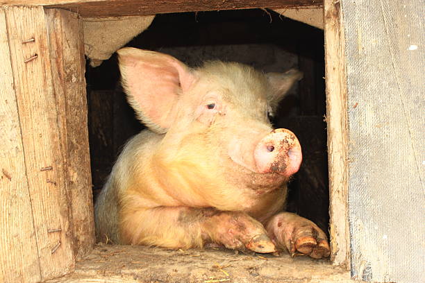 istock pig looks out from window of shed 531544336