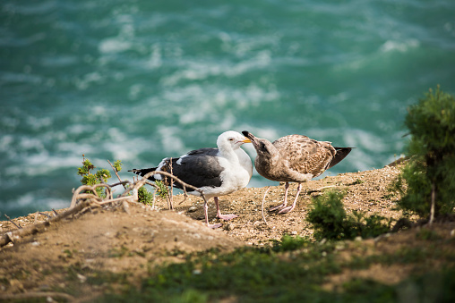 Two different colored seagulls, white and brown, playing on a cliff by the ocean  in La Jolla cove, San Diego, California