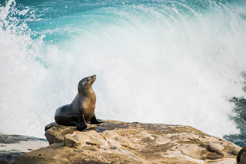 Single arched and wet sea lion sun bathing on a cliff with crashing waves in the background  in La Jolla cove, San Diego, California