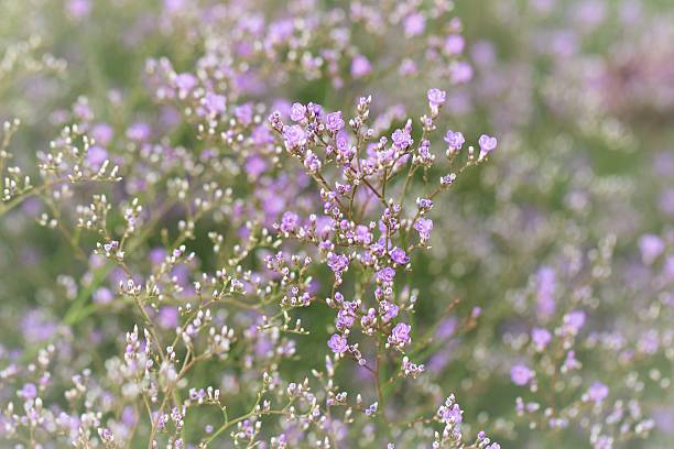 limonium latifolium-breitblaettriger steppenschleier - limonium стоковые фото и изображения