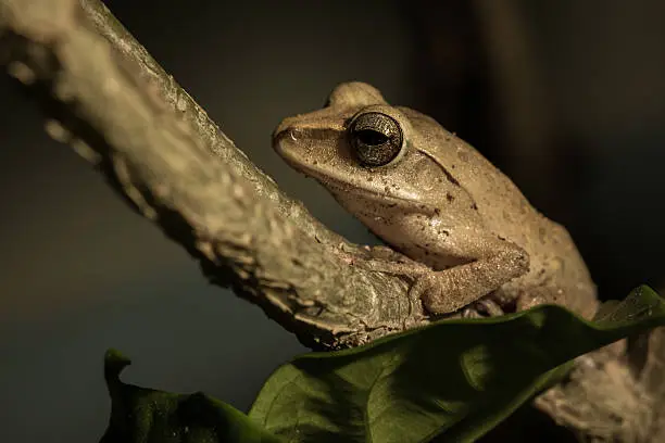 Photo of The brown frog.