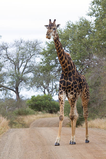 istock Old dark giraffe slowly crossing a road in nature 531546482