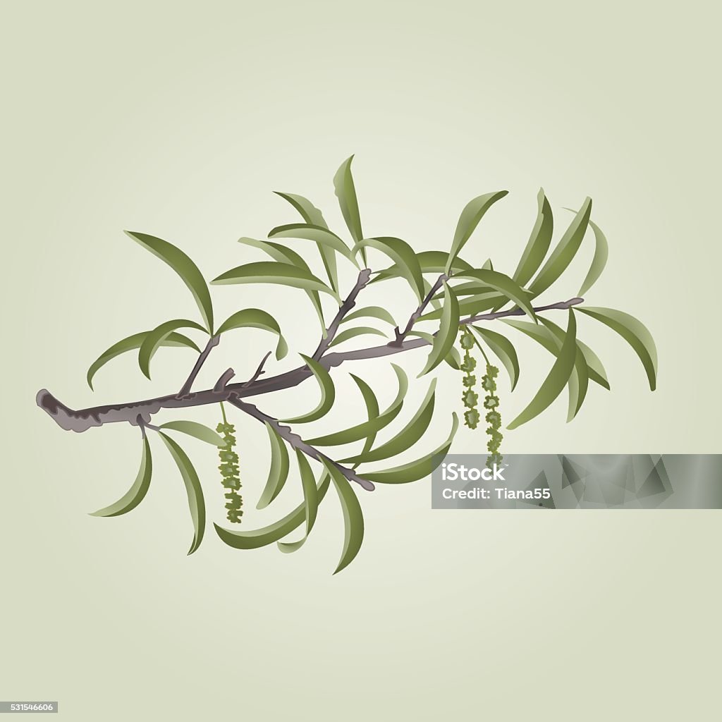 Willow branch with catkins vector Willow branch with catkins natural background vector illustration Botany stock vector