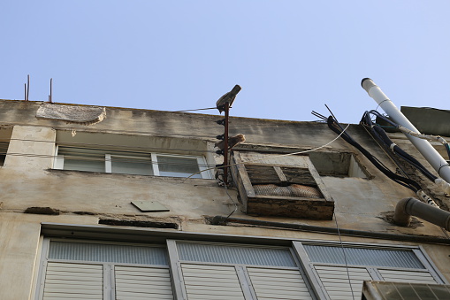 Old back wall of a joint city building in Tel Aviv. A view from below. Two pigeons on the clotheslines.