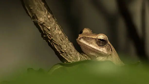 Photo of The brown frog.