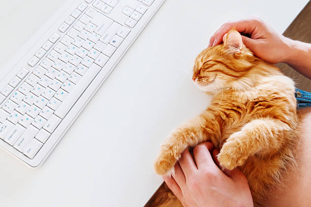 istock Happy cute ginger cat lying on desk next to keyboard. 531548568