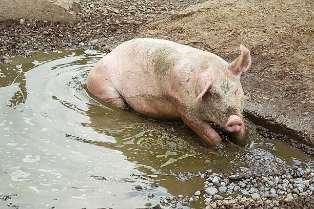 istock Pig lies in a puddle 531548978