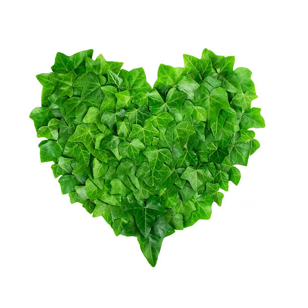 istock Natural pattern from ivy leaves in heart shape on white 531549148
